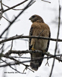 5F1A5390 Red-shouldered Hawk.jpg