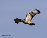 5F1A5766 Red-tailed Hawk.jpg