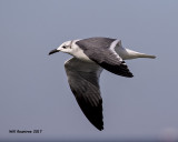 5F1A5798 Laughing Gull.jpg