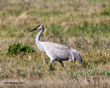 5F1A5804 Sandhill Crane.jpg