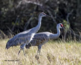 5F1A5847 Sandhill Cranes.jpg