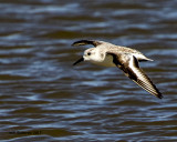 5F1A5730 Sanderling.jpg