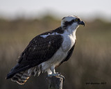 5F1A5581 Osprey.jpg