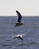 5F1A5635 Ring-billed Gulls.jpg