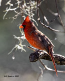 5F1A6414 Northern Cardinal.jpg