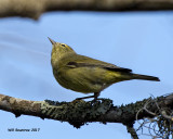 5F1A6431 Orange-crowned Warbler.jpg