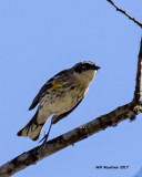 5F1A6454 Myrtle Warbler.jpg