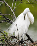 _MG_9606 Great Egret.jpg