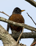 5F1A6744 Robin.jpg
