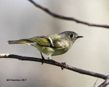 5F1A7449 Ruby-crowned Kinglet.jpg