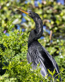 5F1A7496 Anhinga.jpg
