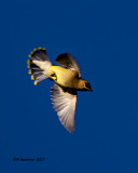 5F1A7592 Cedar Waxwing.jpg