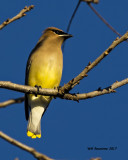 5F1A7608 Cedar Waxwing.jpg