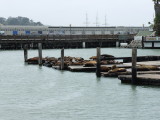 Sea Lions at Pier 39