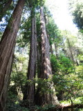 Muir Woods