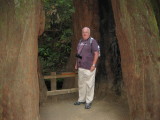Muir Woods