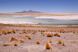 Salar de Tara at 4300 m