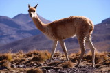 Vicuna