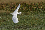 Little Egret (Egretta garzetta, migrant)
Habitat - Coastal marsh and tidal flats to ricefields.
Shooting info - San Juan, La Union, Philippines, January 26, 2014, Canon 7D + EF 400 2.8 IS + EF 1.4x TC II,
560 mm, ISO 320, f/5.6, 1/2500 sec, manual exposure in available light, 475B/516 support, near full frame.