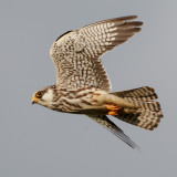 (Documentary Photo)

Amur Falcon (Falco amurensis, female, migrant, new Philippine record)

Habitat - this individual was seen in grassland/pasture land.

Shooting Info - Talogtog, San Juan, La Union, November 1, 2014, Canon 1D MIV + EF 500 f4 L IS + EF 1.4x TC II, 700 mm, 
f/7.1, ISO 400, 1/1600 sec, manual exposure in available light, 475B/516 support.
