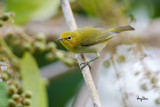 Lowland White-eye (Zosterops meyeni, a near Philippine endemic) 

Habitat - Second growth, scrub and gardens. 

Shooting info - Bacnotan, La Union, Philippines, June 29, 2015, Canon 5D MIII + 400 2.8 IS + Canon 2x TC II, 
800 mm, f/5.6, ISO 2500, 1/250 sec, 475B/516 support, manual exposure in available light, near full frame resized to 1500x1000.
