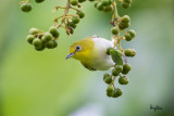 Lowland White-eye (Zosterops meyeni, a near Philippine endemic) 

Habitat - Second growth, scrub and gardens. 

Shooting info - Bacnotan, La Union, Philippines, July 6, 2015, Canon 5D MIII + 400 2.8 IS + Canon 2x TC II, 
800 mm, f/5.6, ISO 1600, 1/250 sec, 475B/516 support, manual exposure in available light, near full frame resized to 1500x1000.