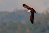 Brahminy Kite (Haliastur indus, resident) 

Habitat - Open areas often near water, and also in mountains to 1500 m. 

Shooting Info - Sto. Tomas, La Union, Philippines, November 11, 2015, EOS 7D MII + EF 400 DO IS II + EF 1.4x TC III, 
560 mm, f/7.1, 1/2000 sec, ISO 320, manual exposure in available light, hand held, major crop resized to 1500 x 1000. 