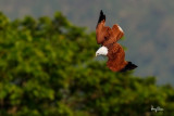Brahminy Kite (Haliastur indus, resident, adult) 

Habitat - Open areas often near water, and also in mountains to 1500 m. 

Shooting Info - Sto. Tomas, La Union, Philippines, November 11, 2015, EOS 7D MII + EF 400 DO IS II + EF 1.4x TC III, 
560 mm, f/7.1, 1/2000 sec, ISO 320, manual exposure in available light, hand held, major crop resized to 1500 x 1000. 
