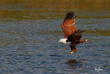 Brahminy Kite (Haliastur indus, resident, adult) 

Habitat - Open areas often near water, and also in mountains to 1500 m. 

Shooting Info - Sto. Tomas, La Union, Philippines, November 11, 2015, EOS 7D MII + EF 400 DO IS II + EF 1.4x TC III, 
560 mm, f/7.1, 1/2000 sec, ISO 320, manual exposure in available light, hand held, major crop resized to 1500 x 1000. 