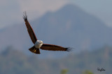 Brahminy Kite (Haliastur indus, resident, adult) 

Habitat - Open areas often near water, and also in mountains to 1500 m. 

Shooting Info - Sto. Tomas, La Union, Philippines, November 21, 2015, EOS 7D MII + EF 400 DO IS II + EF 1.4x TC III, 
560 mm, f/7.1, 1/2000 sec, ISO 320, manual exposure in available light, hand held, 7.3 MP crop resized to 1575 x 1050. 
