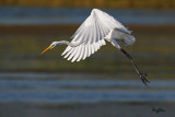 Great Egret (Egretta alba, migrant) 

Habitat - Uncommon in a variety of wetlands from coastal marshes to ricefields. 

Shooting Info - Sto. Tomas, La Union, Philippines, November 21, 2015, EOS 7D MII + EF 400 DO IS II + EF 1.4x TC III, 
560 mm, f/7.1, 1/2500 sec, ISO 320, manual exposure in available light, hand held, 11.8 MP crop resized to 1500 x 1000. 