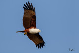 Brahminy Kite (Haliastur indus, resident, adult) 

Habitat - Open areas often near water, and also in mountains to 1500 m. 

Shooting Info - Sto. Tomas, La Union, Philippines, January 13, 2016, EOS 7D MII + EF 400 DO IS II + 1.4x TC III, 
560 mm, f/6.3, 1/2000 sec, ISO 320, manual exposure in available light, hand held, near full frame resized to 1575 x 1050. 