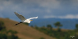 Great Egret (Egretta alba, migrant) 

Habitat - Uncommon in a variety of wetlands from coastal marshes to ricefields. 

Shooting Info - Sto. Tomas, La Union, Philippines, January 17, 2016, EOS 7D MII + EF 400 DO IS II + 1.4x TC III, 
560 mm, f/7.1, 1/2500 sec, ISO 320, manual exposure in available light, hand held, near full frame resized to 1800 x 900.