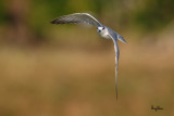Whiskered Tern (Chlidonias hybridus, migrant, non-breeding plumage)
Habitat - Bays, tidal flats to ricefields.
Shooting Info - Sto. Tomas, La Union, Philippines, February 18, 2016, EOS 7D MII + EF 400 DO IS II + EF 1.4x TC III,
560 mm, f/6.3, 1/2000 sec, ISO 320, manual exposure in available light, hand held, near full frame resized to 1575 x 1050.