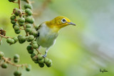 Lowland White-eye (Zosterops meyeni, a near Philippine endemic) 

Habitat - Second growth, scrub and gardens. 

Shooting info - Bacnotan, La Union, Philippines, August 14, 2016, EOS 7D MII + EF 400 F/4 DO IS II + EF 1.4 TC III, 
560 mm, f/5.6, ISO 640, 1/320 sec, hand held, manual exposure in available light, near full frame resized to 1500x1000. 