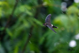 Pygmy Swiftlet (Collocalia troglodytes, a Philippine endemic) 

Habitat - Fairly common, smallest swiftlet in groups flying low over forest, clearings and logging roads (total length = 3.5 inches)

Shooting info - Bued River, Rosario, La Union, Philippines, August 29, 2016, 7D MII + EF 70-200 2.8 IS II, 
200 mm, f/4, ISO 640 (pushed +1 stop in RAW conversion), 1/500 sec, IS mode 2, hand held, major crop.