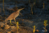 Little Heron (Butorides striatus)
Habitat - Exposed coral reefs, tidal flats, mangroves, fishponds and streams.
Shooting Info - Sto. Tomas, La Union, Philippines, November 5, 2016, EOS 7D MII + EF 400 DO IS II + EF 1.4x TC III,
560 mm, f/5.6, 1/1600 sec, ISO 640, manual exposure in available light, hand held, major crop resized to 1500 x 1000.