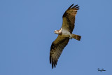 Osprey (Pandion haliaetus, migrant)
Habitat - Associated with water both along coast and inland.
Shooting Info - Sto. Tomas, La Union, Philippines, December 3, 2016, EOS 7D MII + EF 400 DO IS II + EF 1.4x TC III,
560 mm, f/6.3, 1/2000 sec, ISO 320, manual exposure in available light, hand held, near full frame resized to 1500 x 1000.