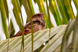 Philippine Nightjar (Caprimulgus manillensis, a Philippine endemic)

Habitat - Uncommon in scrub, second growth and pine forest up to 2000 m. 

Shooting Info - UP-Diliman, Quezon City, Philippines, November 30, 2007, Canon 40D + Sigmonster (Sigma 300-800 DG),
800 mm, f/9, ISO 200, 1/15 sec, 475B/3421 support, fill-in spotlight, manual exposure.

 

