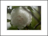 <i>White Camellia-Beauty