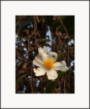 Flower on Rotten Branches