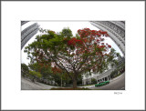 <i>Delonix Regia,Buildings and Taxi