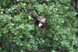 DSC_0022.JPG