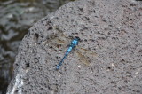 DSC_0344.JPG