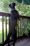 The Taunting Squirrel 