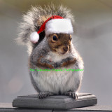 Fat Squirell-santa claus-less bright hat.jpg