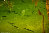 Gar Fish-Blue Spring State Park
