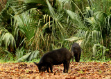 Wild Hogs-Blue Spring State Park