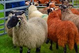 Bute  Agricultural Show 2014