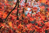 Fall Colors on Russian Hill